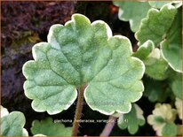 Glechoma hederacea 'Variegata'