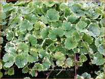 Glechoma hederacea 'Variegata'