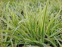 Glyceria maxima 'Variegata'