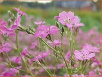 Gypsophila repens 'Filou Rose'