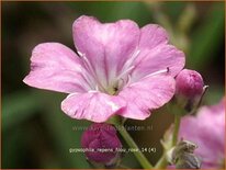 Gypsophila repens 'Filou Rose'