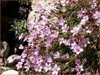 Gypsophila repens 'Filou Rose'