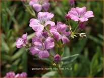 Gypsophila repens 'Filou Rose'