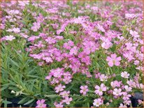 Gypsophila repens 'Filou Rose'