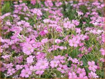 Gypsophila repens 'Filou Rose'