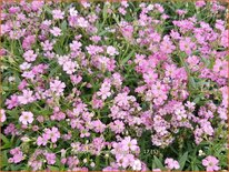 Gypsophila repens 'Filou Rose'