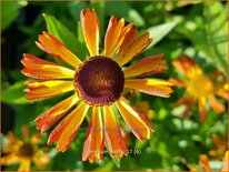 Helenium 'Betty'