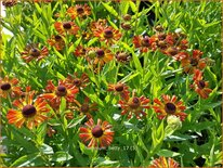 Helenium 'Betty'