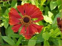 Helenium 'Mahagoni'