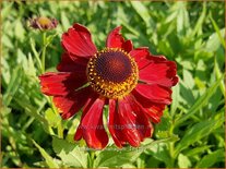 Helenium 'Mahagoni'