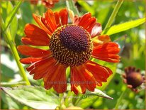 Helenium 'Monique'