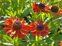 Helenium 'Monique'