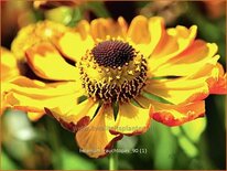 Helenium &#39;Rauchtopas&#39;