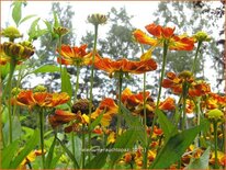 Helenium &#39;Rauchtopas&#39;