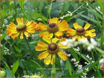 Helenium &#39;Rauchtopas&#39;