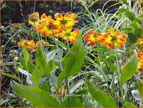 Helenium &#39;Rauchtopas&#39;