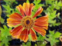 Helenium 'Wonadonga'