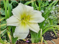 Hemerocallis 'Light The Way'