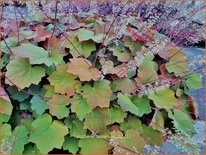 Heuchera &#39;Brownies&#39;