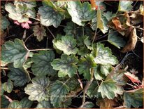 Heuchera &#39;Peppermint Spice&#39;