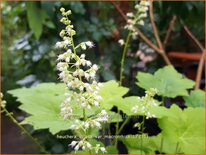 Heuchera villosa var. macrorrhiza