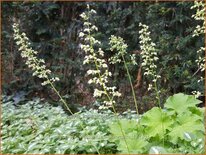 Heuchera villosa var. macrorrhiza