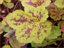 Heucherella &#39;Solar Power&#39;