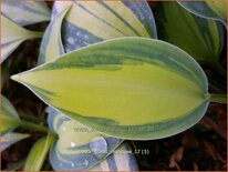 Hosta 'Grand Marquee'