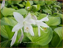 Hosta &#39;Guacamole&#39;