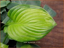 Hosta &#39;Guacamole&#39;