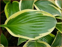 Hosta &#39;Queen Josephine&#39;