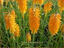 Kniphofia &#39;Mango Popsicle&#39;