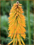 Kniphofia &#39;Mango Popsicle&#39;