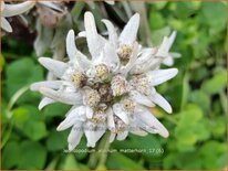 Leontopodium alpinum 'Matterhorn'