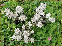 Leontopodium alpinum 'Matterhorn'