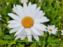 Leucanthemum 'Silberprinzesschen'