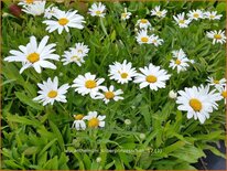 Leucanthemum 'Silberprinzesschen'