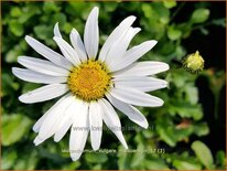 Leucanthemum vulgare &#39;Maikönigin&#39;