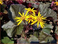 Ligularia dentata &#39;Britt Marie Crawford&#39;