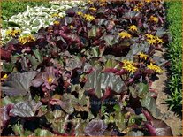 Ligularia dentata &#39;Britt Marie Crawford&#39;