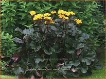 Ligularia dentata &#39;Britt Marie Crawford&#39;