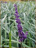 Liriope muscari 'Amethyst'