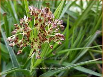 Luzula sylvatica 'Galgenveld'