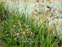 Luzula sylvatica 'Galgenveld'