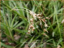 Luzula sylvatica 'Surprise'