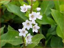 Lysimachia 'Innlyscand'