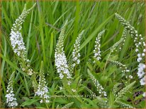 Lysimachia 'Innlyscand'