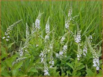 Lysimachia 'Innlyscand'