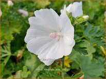 Malva moschata &#39;Alba&#39;