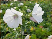 Malva moschata &#39;Alba&#39;